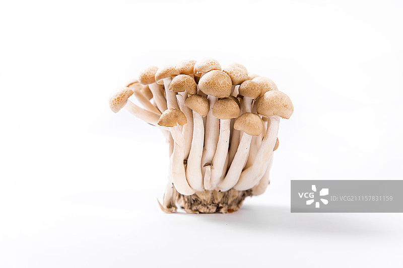 蟹味菇图片素材