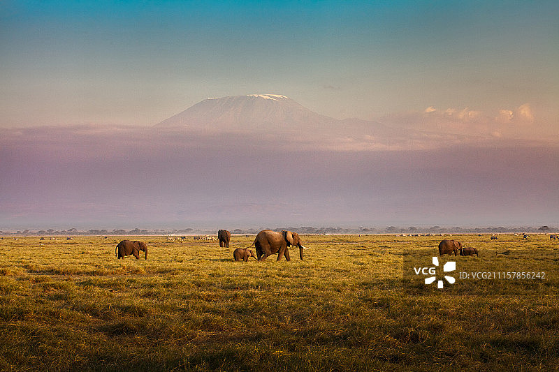 非洲大草原上的大象和远处的雪山图片素材