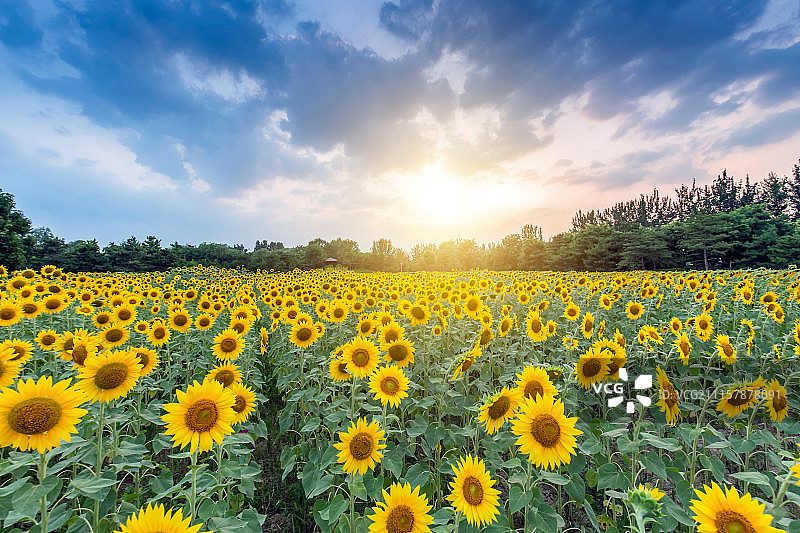 向日葵图片素材