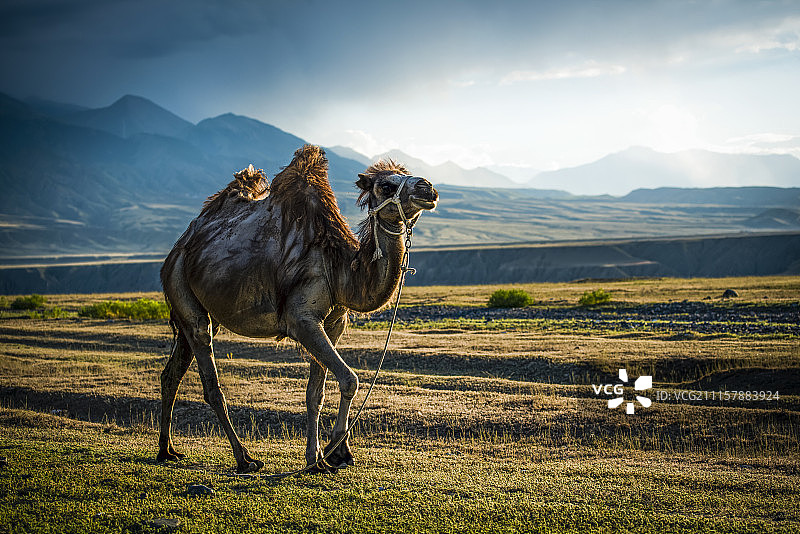 新疆骆驼图片素材