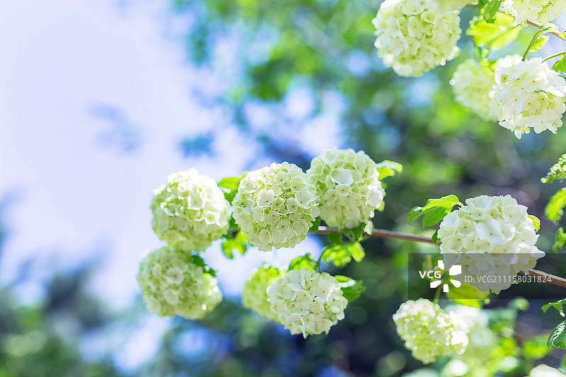 绣球花图片素材