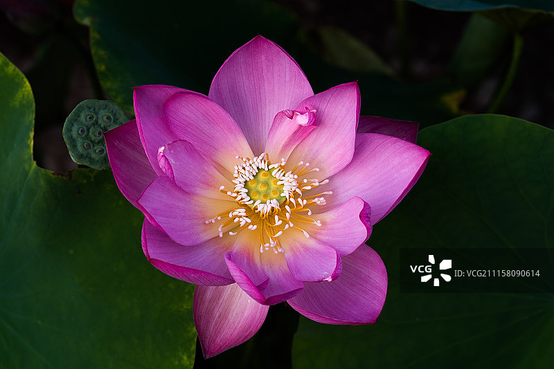 夏日荷花图片素材