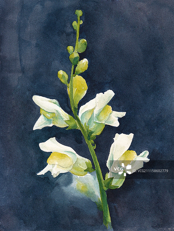 水彩金鱼草花素材深色背景手绘插画图片素材