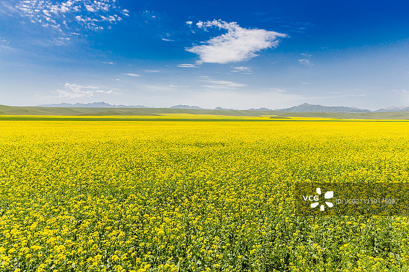 中国青海祁连山辽阔的蓝天白云油菜花海图片素材