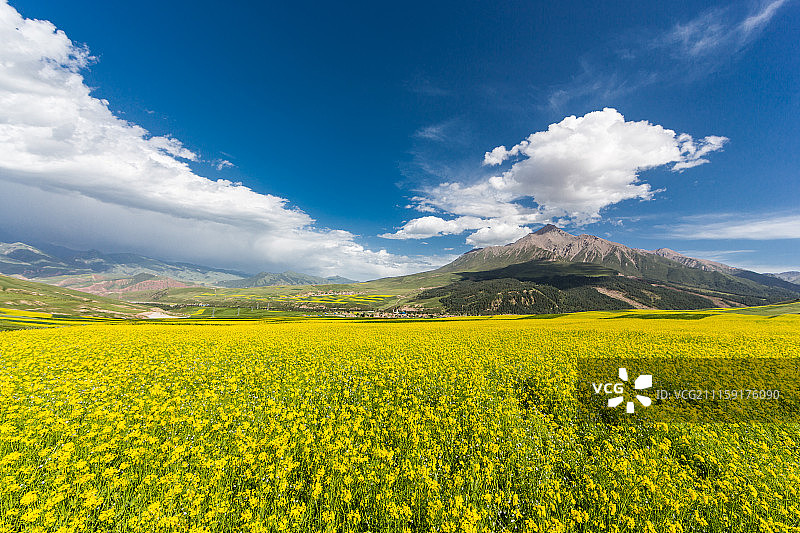 中国青海祁连山辽阔的蓝天白云油菜花海图片素材