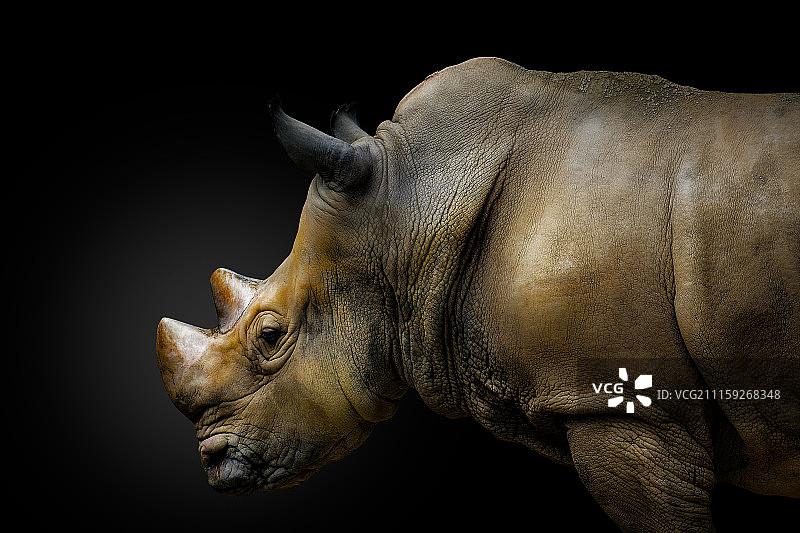 犀牛图片素材