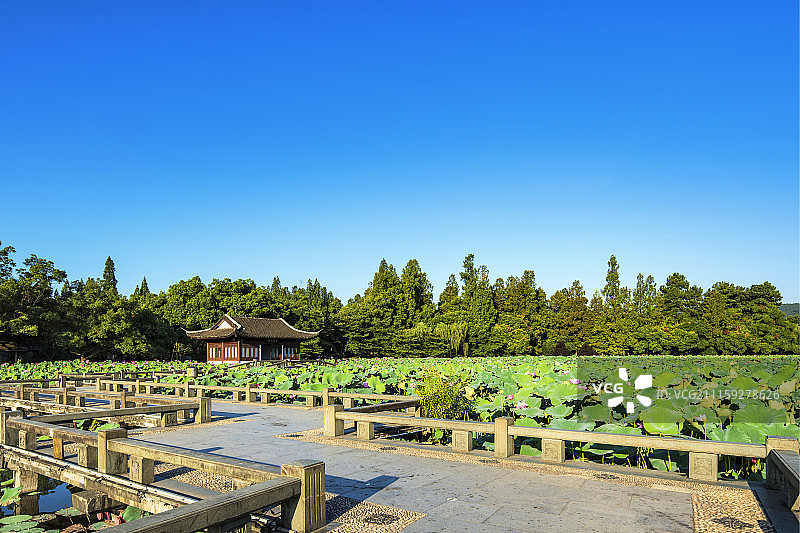 杭州曲院风荷图片素材