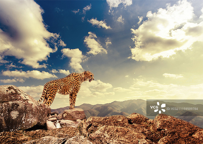 野生动物合成图图片素材