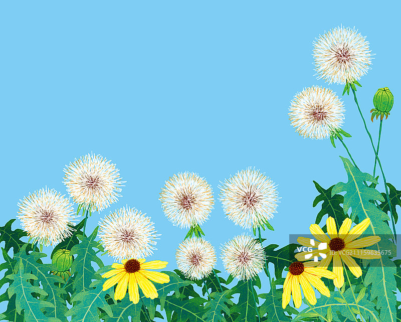 唯美背景元素组图共3000多幅-蒲公英图片素材