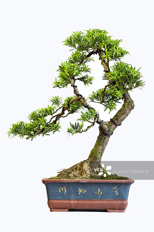 中式盆景图片素材