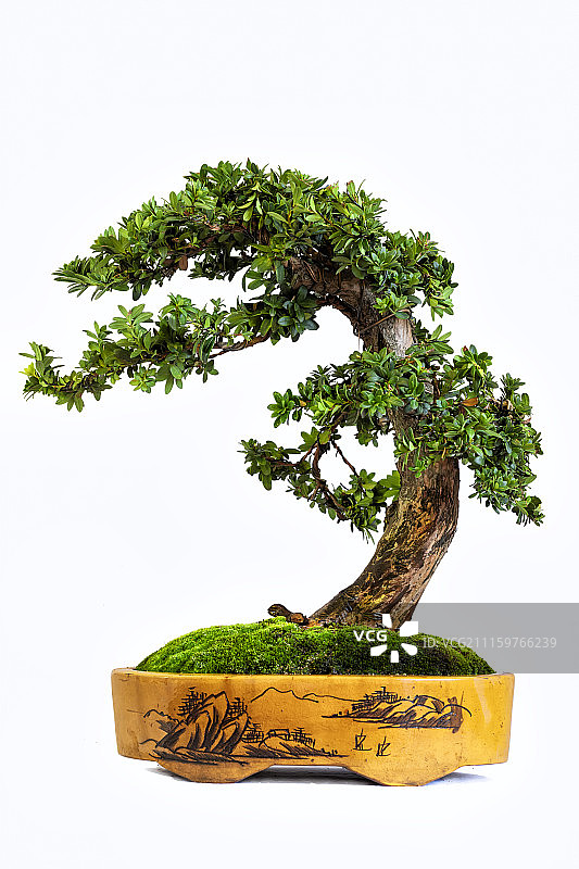 中式盆景图片素材