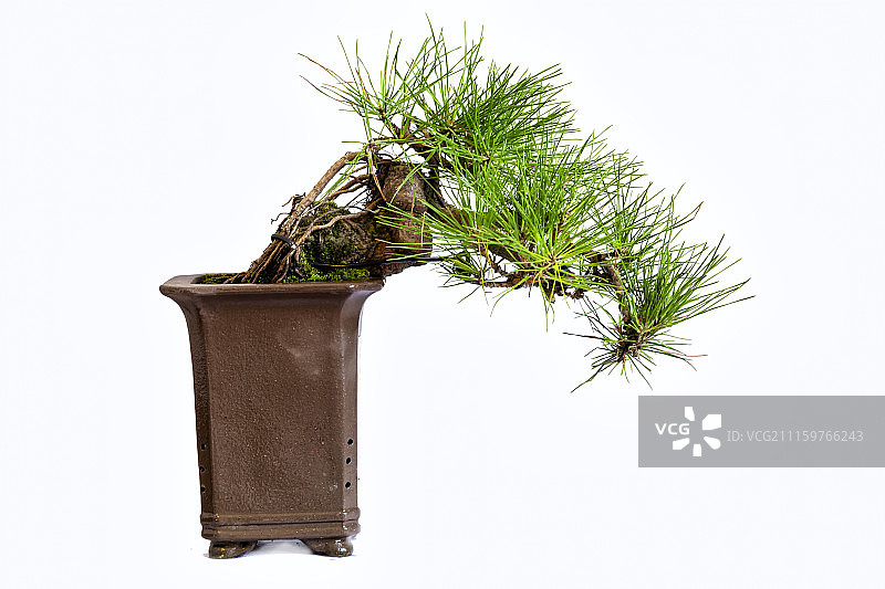 中式盆景图片素材