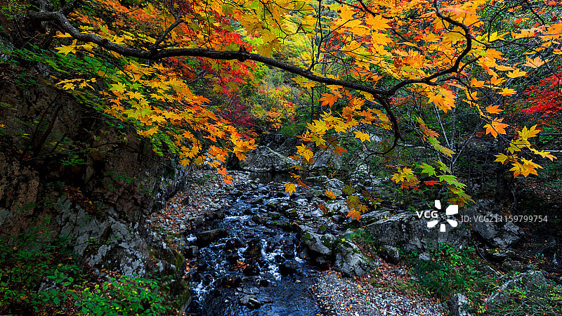 辽宁本溪大石湖红枫叶秋色图片素材