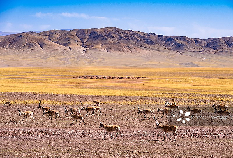 藏羚羊图片素材