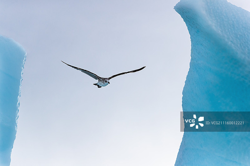 南极洲冰山之间飞翔的鸟图片素材