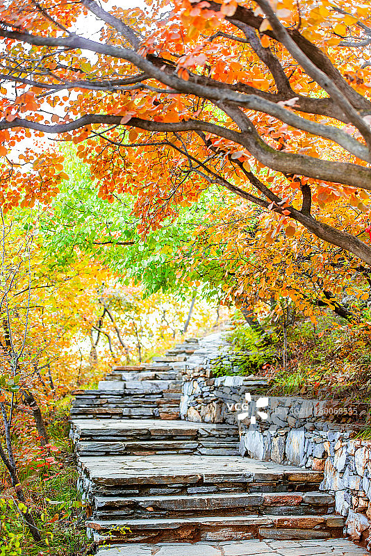 坡峰岭红叶图片素材