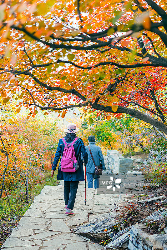 坡峰岭红叶图片素材