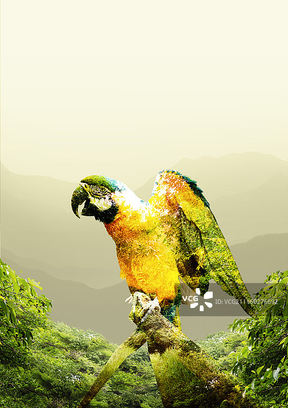 鹦鹉合成图图片素材