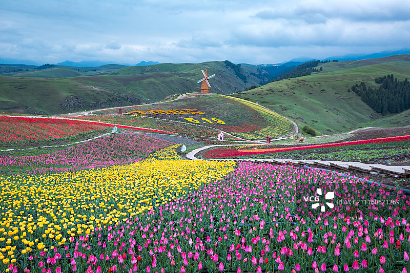新疆江布拉克花海麦田-6图片素材