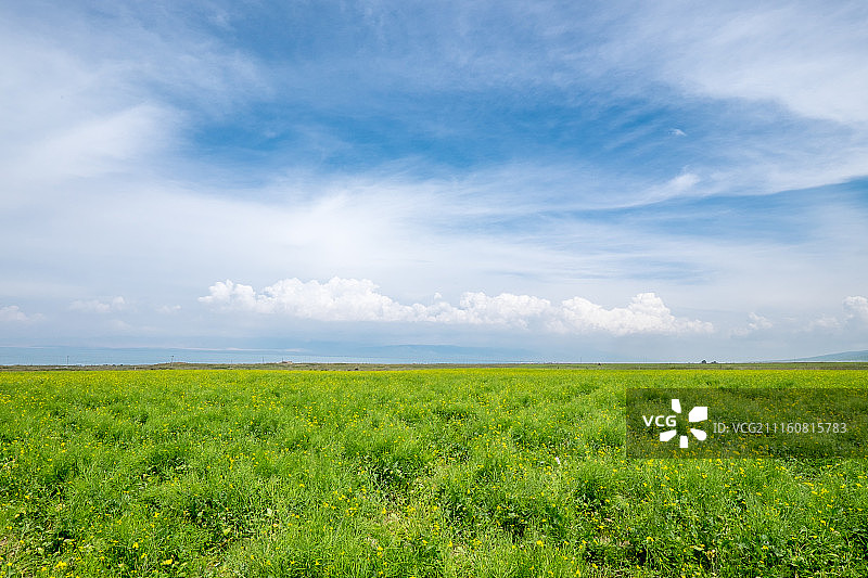 油菜花海图片素材