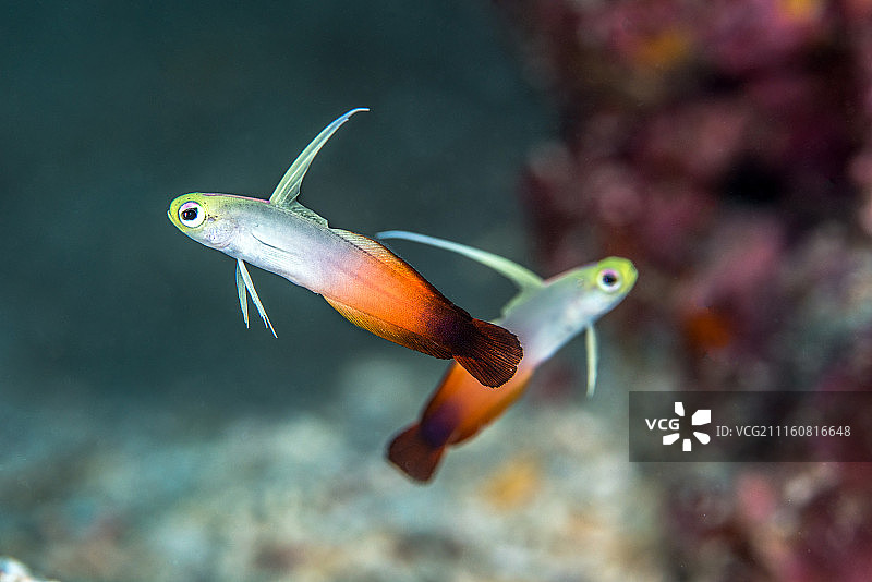 海洋 雷达鱼 热带鱼图片素材