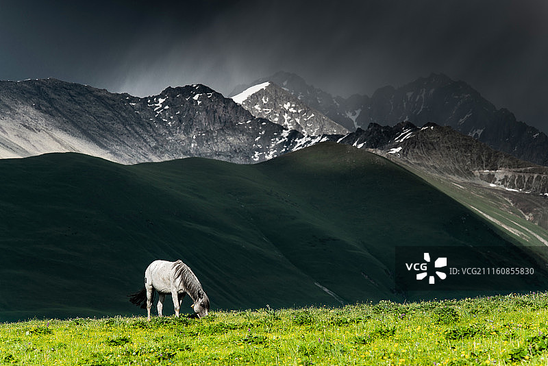 lonely horse图片素材