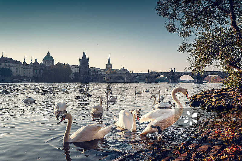 天鹅 湖畔图片素材