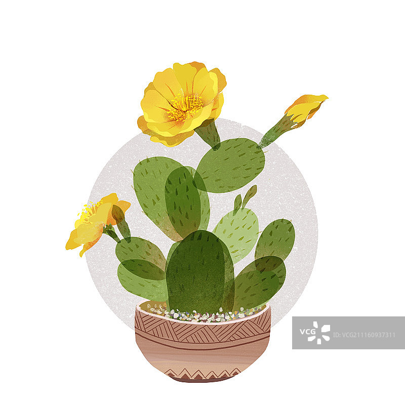 仙人掌图片素材