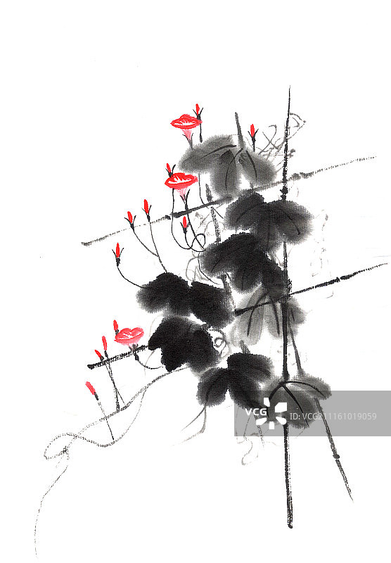 牵牛花图片素材