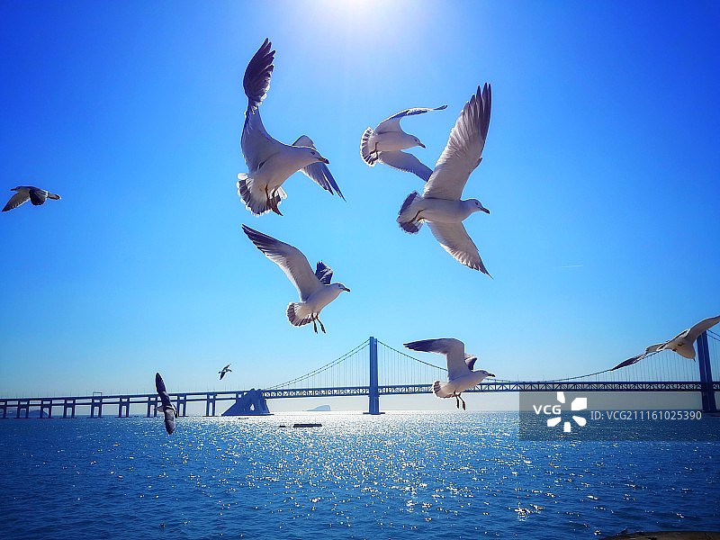 阳光下的舞者图片素材