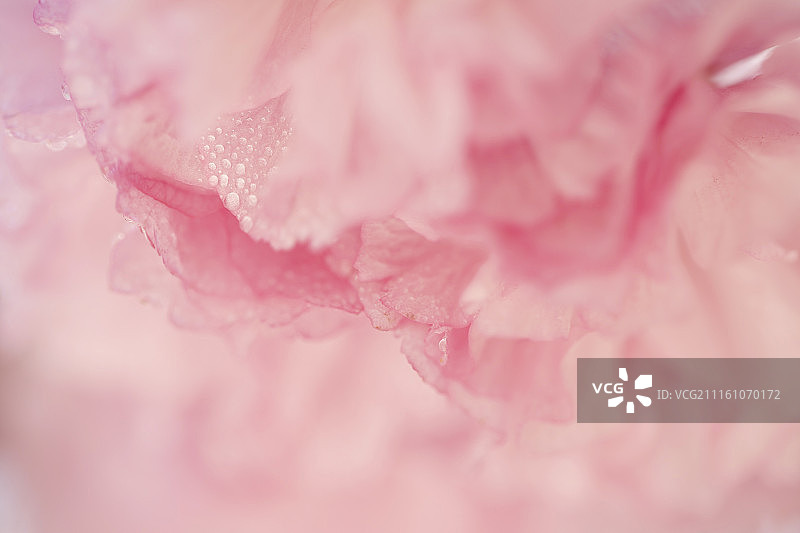 樱花局部花瓣与水珠图片素材