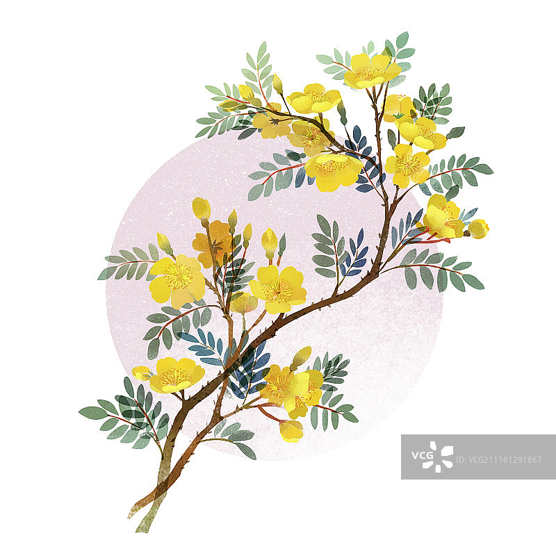 月季刺玫花图片素材