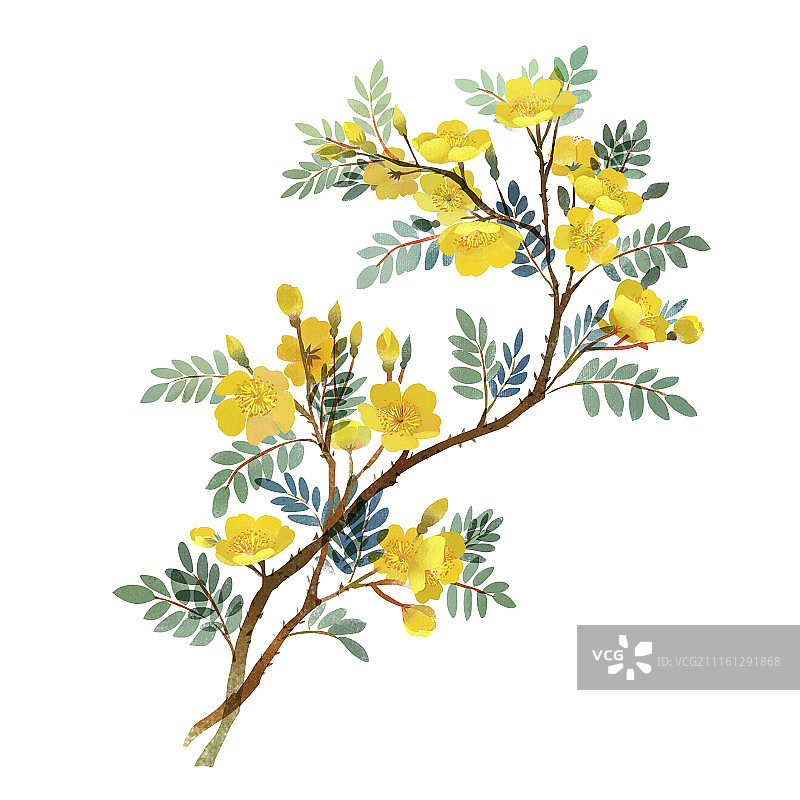 月季刺玫花图片素材