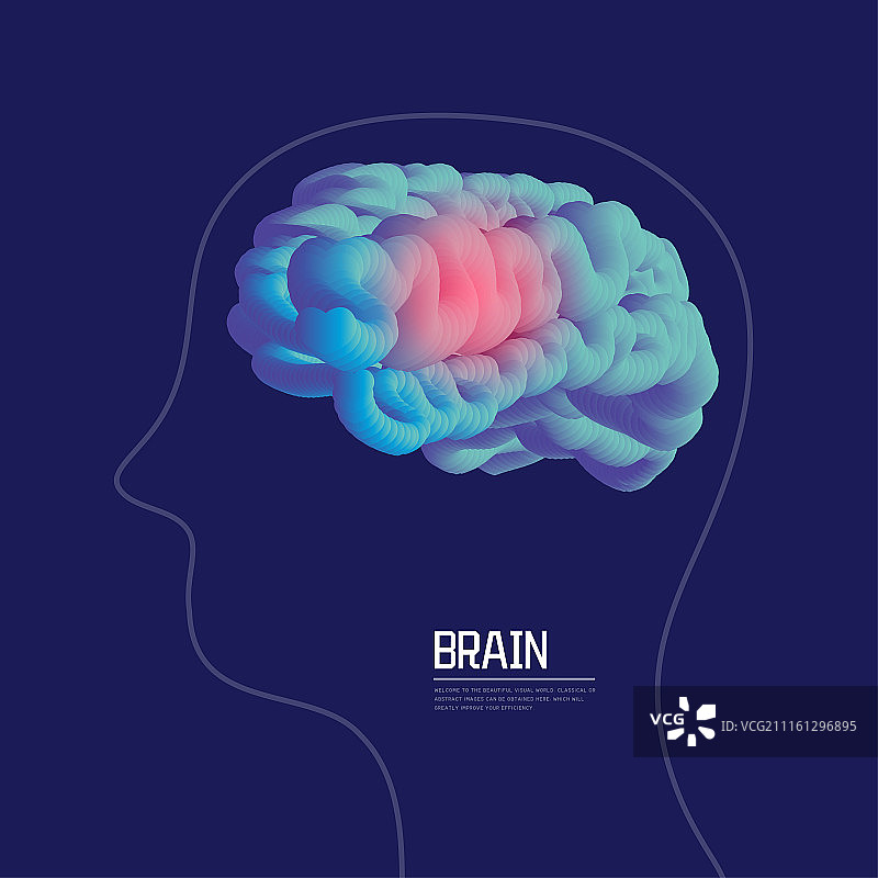 人类大脑结构矢量插图图片素材