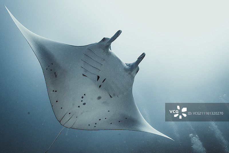 蝠鲼 魔鬼鱼 MANTA图片素材