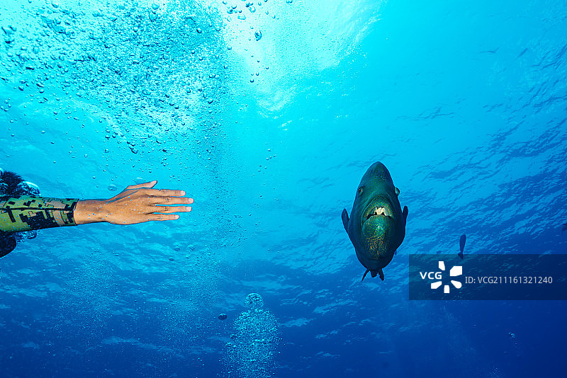 野生苏眉鱼 拿破仑鱼图片素材