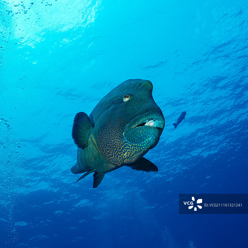 野生苏眉鱼 拿破仑鱼图片素材