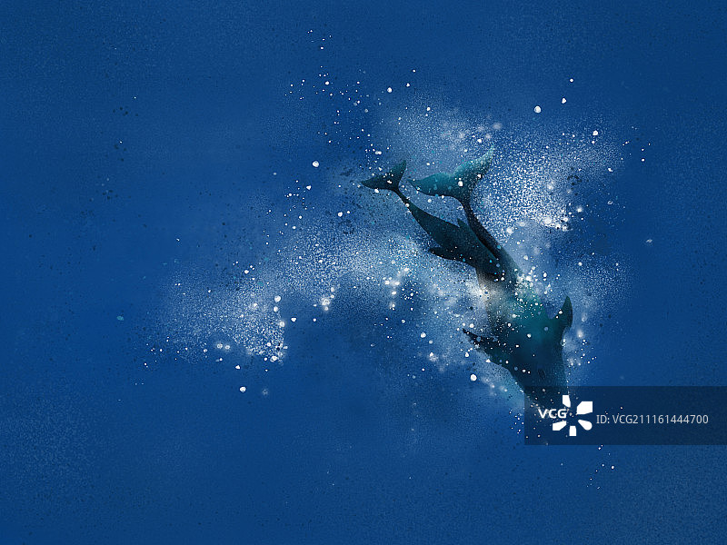 灰鲸母子图片素材