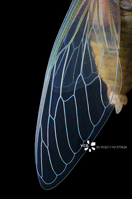 知了羽化图片素材