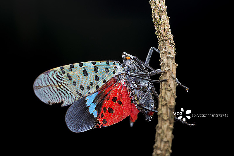 斑衣蜡蝉图片素材