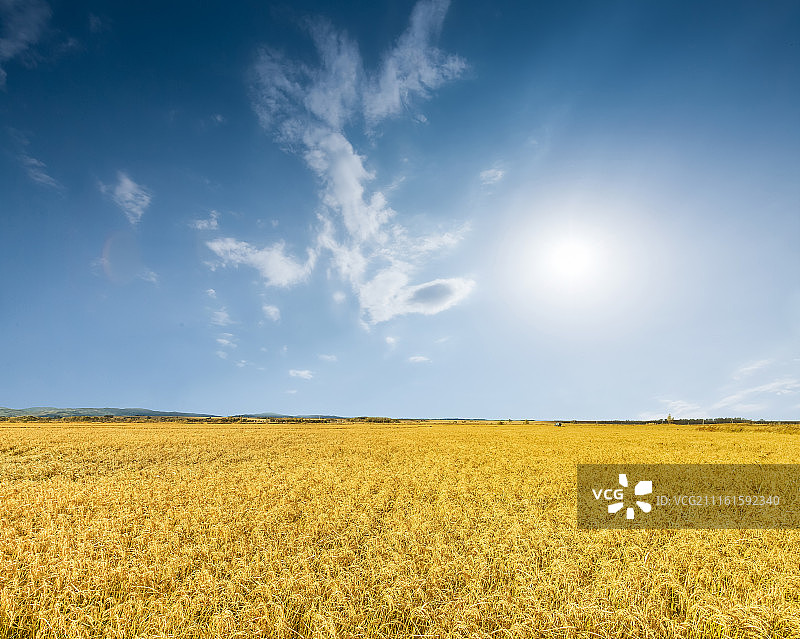 大丰收图片素材