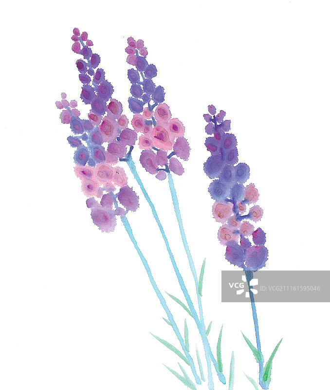中国画水墨花卉系列第一季共1000幅-薰衣草图片素材
