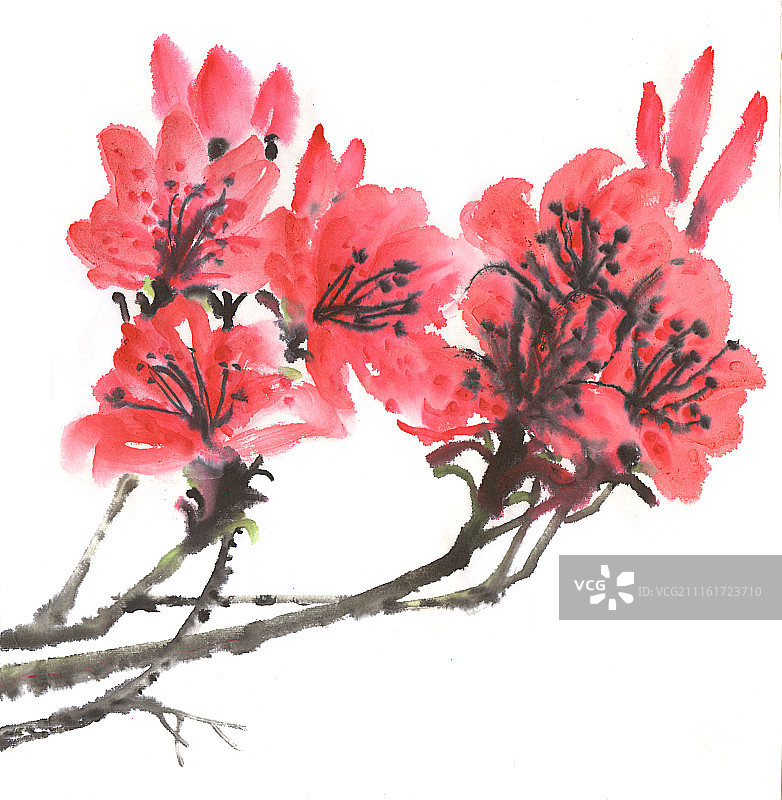 中国画水墨花卉系列第一季共1000幅-杜鹃花图片素材