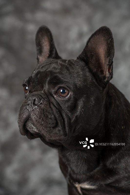 沙皮犬图片素材