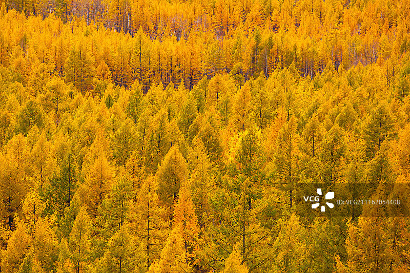 内蒙古阿尔山驼峰岭天池图片素材
