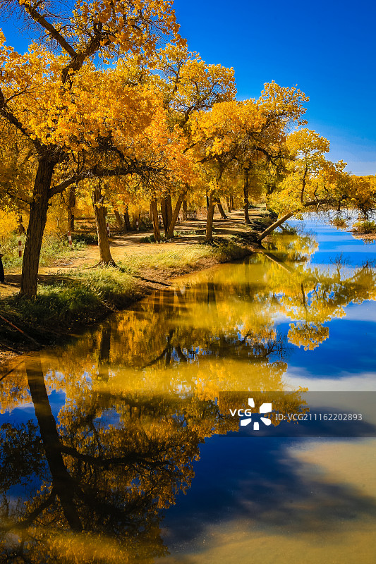 中国内蒙古阿拉善额济纳胡杨林水面倒影秋季黄叶风光图片素材