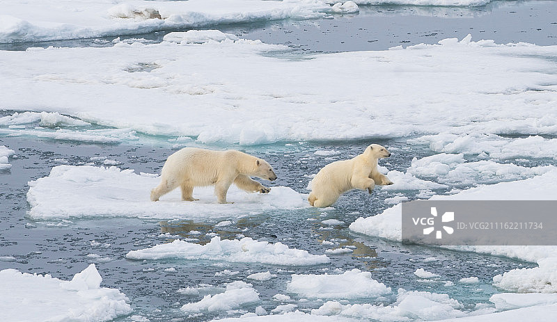 北极熊母子图片素材
