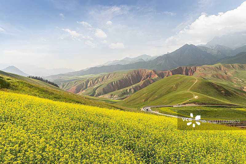 青海祁连山油菜花海卓尔山风景区图片素材