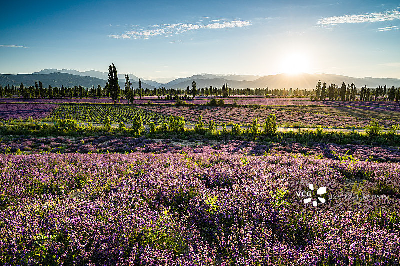 霍城薰衣草图片素材