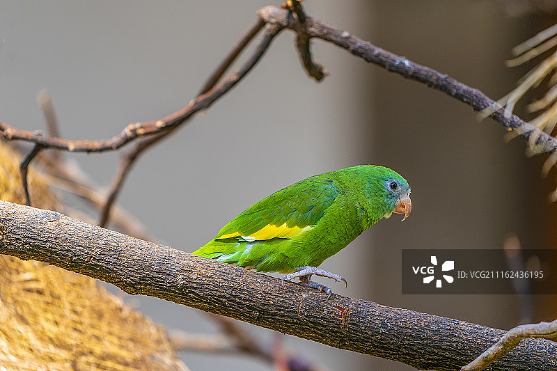 小心翼翼图片素材